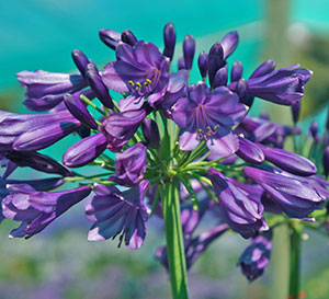 Ever Amethyst™' Agapanthus - Purple African Lily of the Nile (Agapathus  hybrid 'MP003' PP30163)