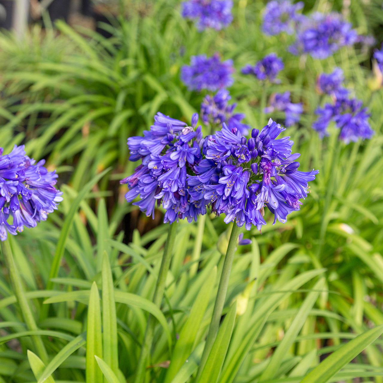 Ever Midnight™' Agapanthus - Dark Blue-White Bicolor African Lily of