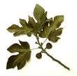 'Brown Turkey - European' Fig (Ficus carica)