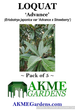 'Advance' Loquat (Eriobotrya japonica) Seeds