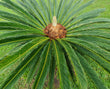 'King' Sago Palm (Cycas revoluta) - Japanese Sotetsu Cycad