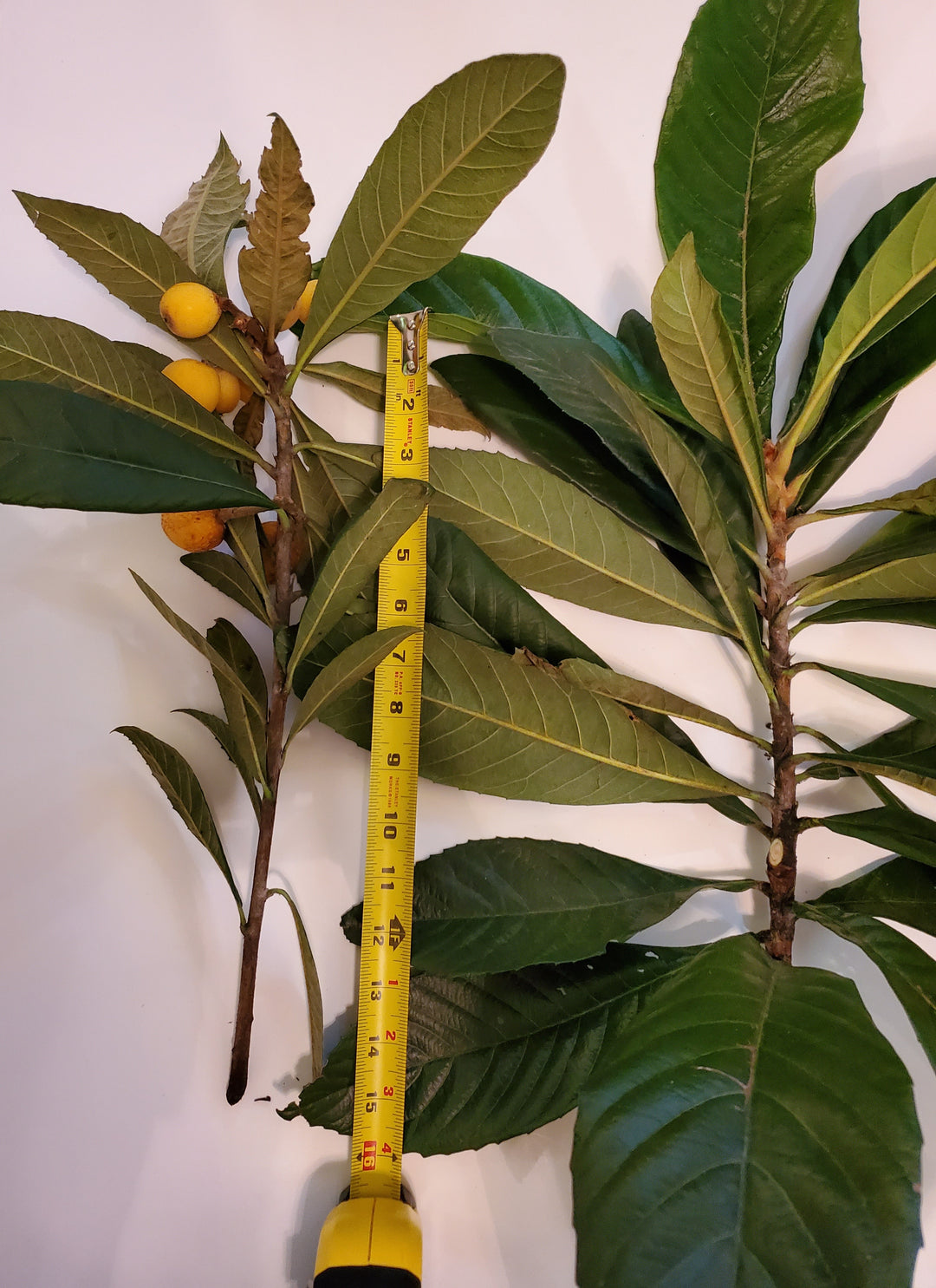 Loquat Scion Wood