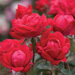 'Double Knock Out® Red' Rose (Rosa x 'Radtko' PP#16202)