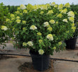 'Limelight' Panicle Hydrangea (Hydrangea paniculata) - Proven Winners