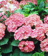'Merritt's Supreme Pink' Mophead Hydrangea (Hydrangea macrophylla)