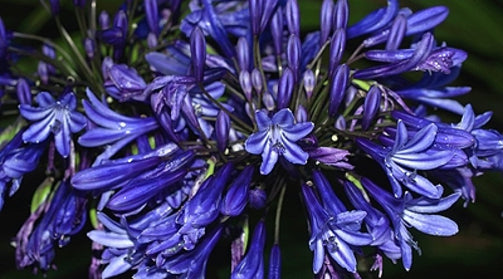 Ever Midnight™' Agapanthus - Dark Blue-White Bicolor African Lily of the  Nile (Agapanthus hybrid 'SDB002' PP30164)