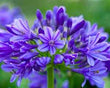'Brilliant Blue Dwarf' Agapanthus - Blue-Purple Bicolor Dwarf African Lily of the Nile (Agapanthus campanulatus var. patens F2 hybrid 'Brilliant Blue' PP25966)