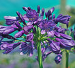 'Ever Amethyst™' Agapanthus - Purple African Lily of the Nile (Agapathus hybrid 'MP003' PP30163)