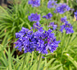 'Ever Midnight™' Agapanthus - Dark Blue-White Bicolor African Lily of the Nile (Agapanthus hybrid 'SDB002' PP30164)
