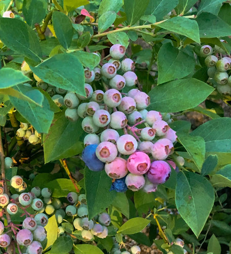 'Takes The Cake®' Rabbiteye Blueberry (Vaccinium Ashei 'Vernon' PP1829 ...