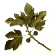 'Black Mission' Fig (Ficus carica)