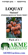 'Sunset' Loquat (Eriobotrya japonica) Seeds