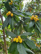 Loquat Tree (Eriobotrya japonica)