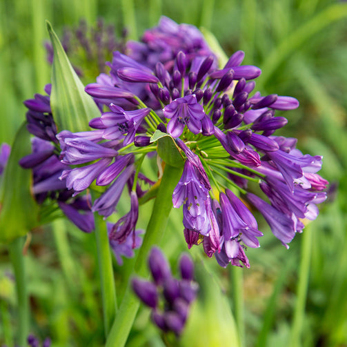 Ever Amethyst™' Agapanthus - Purple African Lily of the Nile (Agapathus  hybrid 'MP003' PP30163)