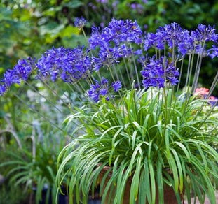 'Brilliant Blue Dwarf' Agapanthus - Blue-Purple Bicolor Dwarf African ...