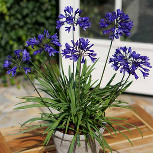 'Brilliant Blue Dwarf' Agapanthus - Blue-Purple Bicolor Dwarf African ...