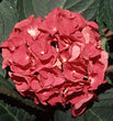 'Charm' Mophead Hydrangea (Hydrangea macrophylla)