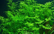 'Water Sprite' Indian Fern (Ceratopteris thalictroides)